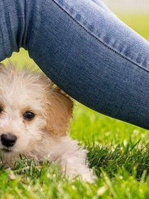 Most popular small dog breeds to pick from