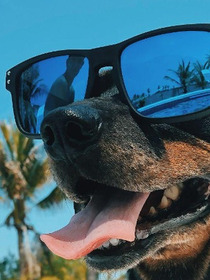 3 Things You Can Do on Your Vacation with Your Dog