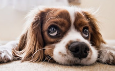 Bringing Home a Puppy—7 Ways to Prepare for the Arrival of Your New Puppy