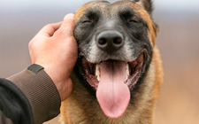 7 Best Value Pet Supplies for Your New Dog in the USA