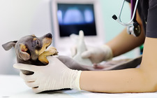 When Do Puppies Need to Go to The Vet? Here’s What You Should Know