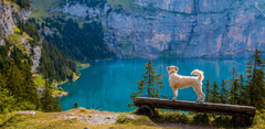 thumbnail of Top Vacation Trends for 2020