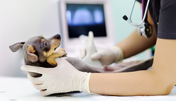 When Do Puppies Need to Go to The Vet? Here’s What You Should Know