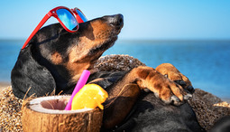 What to Do with Your Dog When You Travel – 7 Smart Tips