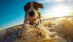 8 Dog Friendly Vacations You Can Plan this Summer
