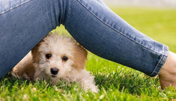 Most popular small dog breeds to pick from