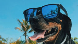 3 Things You Can Do on Your Vacation with Your Dog