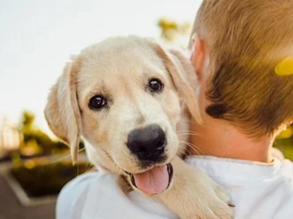 thumbnail of Should I Get a Dog? 8 Things to Consider Before Getting a Puppy